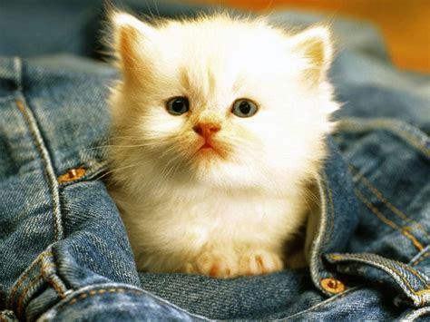 Cute Funny Cat Wallpapers Free Download - Rusty Pixels