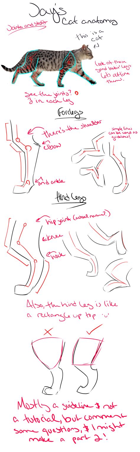 Cat anatomy tutorial/guidelines and tips [Legs] by Jay-Pines on DeviantArt