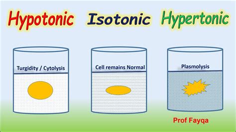 Hypertonic, Isotonic & Hypotonic Solutions - YouTube