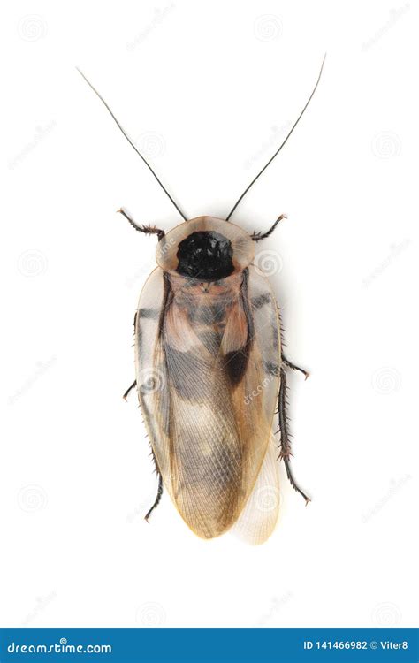 Death`s Head Cockroach Blaberus Craniifer Isolated on White Stock Photo ...