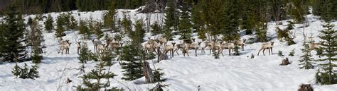 A new approach to habitat recovery could help threatened woodland caribou | ABMI Blog