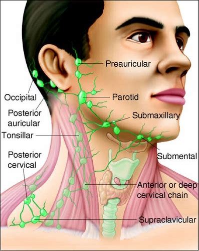 Posterior Auricular Lymph Node