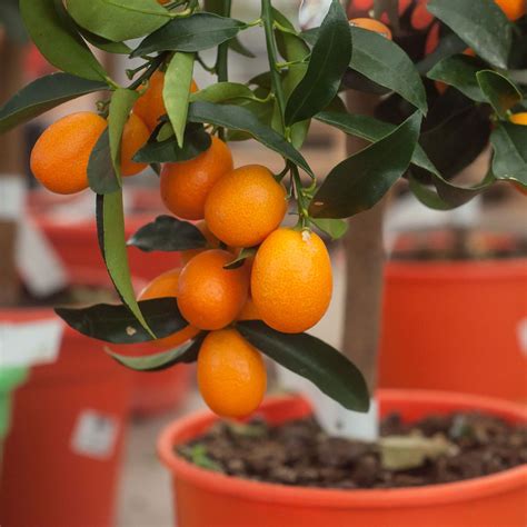 Meiwa Sweet Kumquat Tree - Yarden | Kumquat tree, Citrus trees, Fruit ...