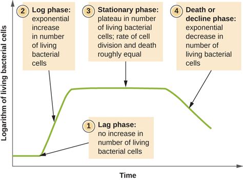 How Microbes Grow | Microbiology: Health and Disease