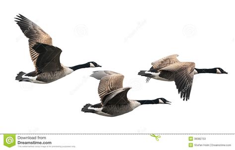 Canada goose clipart 20 free Cliparts | Download images on Clipground 2024