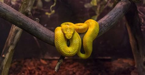 How To Catch A Snake - AZ Animals