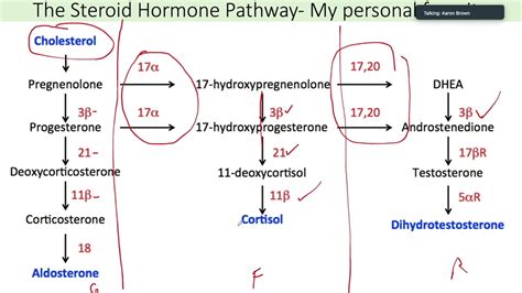 Cortisol, Aldosterone and Androgen Synthesis - USMLE Step 1 - YouTube