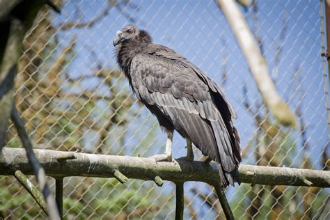 Zoo breaks ground on California condor habitat | Metro