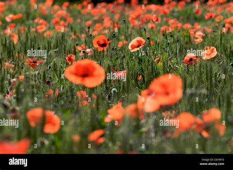 Field of poppies Stock Photo - Alamy