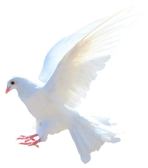 Download Dove PNG Image for Free