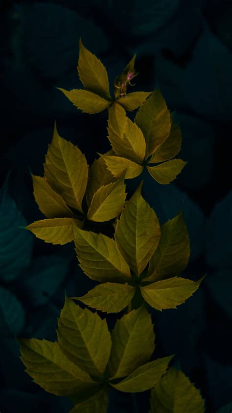 Download Dark Green Minimalist Plant Leaves Wallpaper | Wallpapers.com