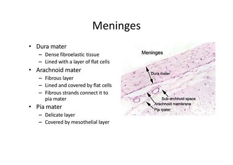 Arachnoid Mater Histology