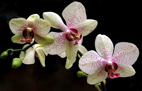 The Incredible Story of the Most Expensive Orchid Ever Sold | B & T