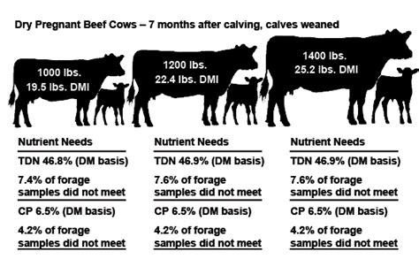 Energy in Beef Cattle Diets | Mississippi State University Extension ...