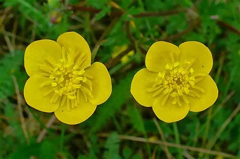 Buttercup Flower- Meaning, types and gardening - Environmental Earth