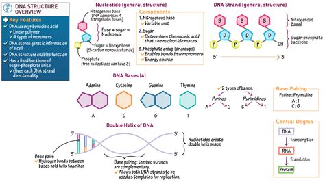 Biochemistry Fundamentals: DNA Structure Overview | Draw It to Know It