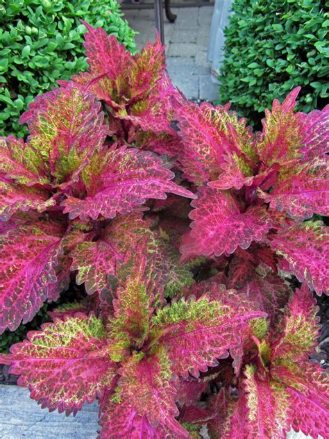 Gatsbys Gardens: The Colossal Coleus