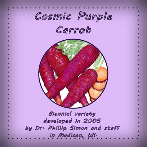 Carrot Seeds - Cosmic Purple