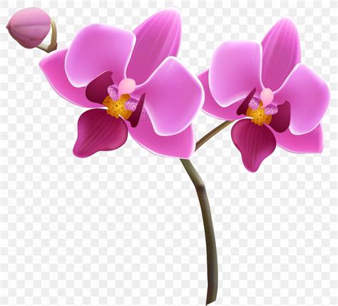 Orchids Purple Clip Art, PNG, 5233x4746px, Orchids, Barnett Wood Infant School, Blog ...