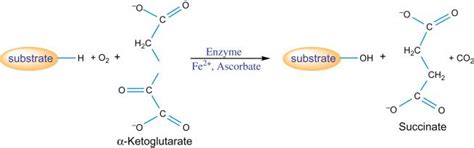 Peptide Hydroxylation | Peptides, Enzymes, Post