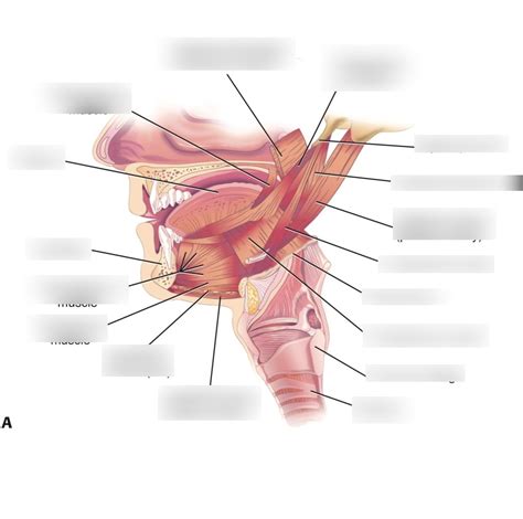 extrinsic tongue muscles practice diagram Diagram | Quizlet