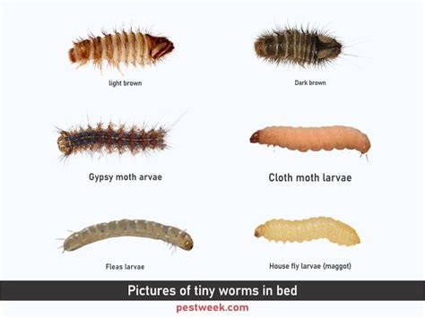 Tiny Worms in Bed [Black, White Worms in Bed Sheets] | PestWeek