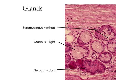 Serous And Mucous Gland Histology