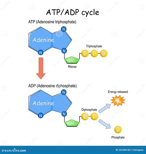 ATP ADP Cycle Cartoon Vector | CartoonDealer.com #222286183