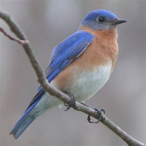 meaning - Is a “blue bird” the same as a “bluebird”？ - English Language & Usage Stack Exchange