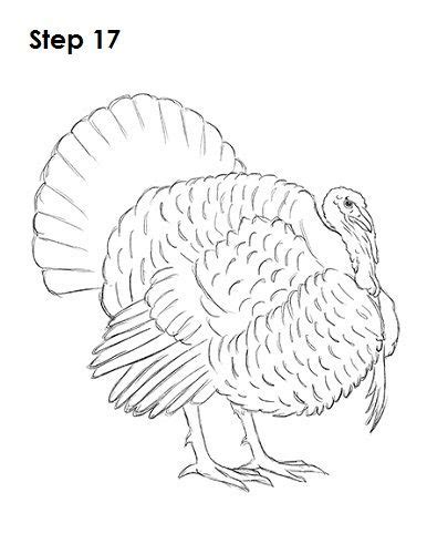 Draw a Turkey 17 | Turkey drawing, Drawings, Animal sketches