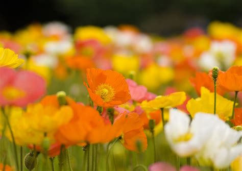 Download Flower Nature Poppy HD Wallpaper