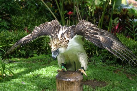 The unique, beautiful and amazing animals of the Philippines