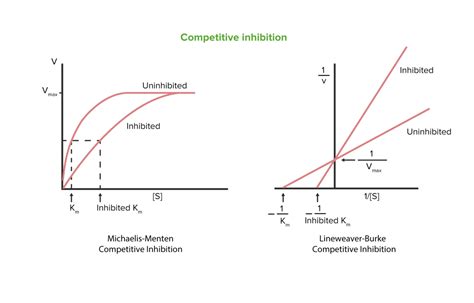 Enzyme Inhibition | Concise Medical Knowledge