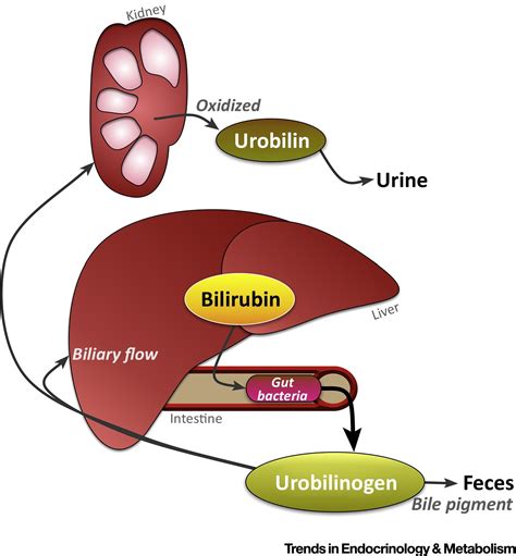 Bilirubin in the Liver–Gut Signaling Axis: Trends in Endocrinology ...