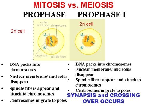 MEIOSIS Genetics Slide show modified from Kelly Riedell