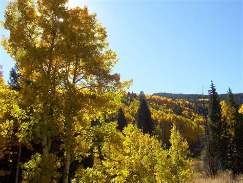 Great Colorado Fall Foliage Drives - Carpe Travel