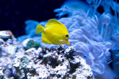 ¿Cómo instalar un acuario de agua salada? Guía Completa - Mascotas de Hoy