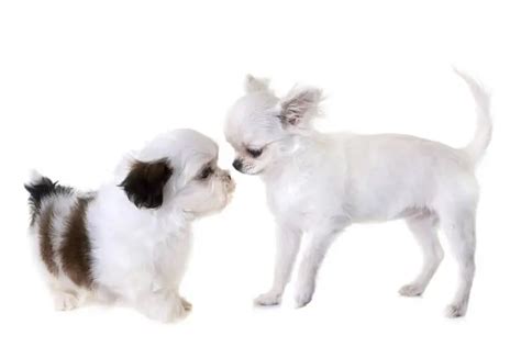 Shih Tzu Chihuahua Mix Facts: A Complete Guide To The Shichi