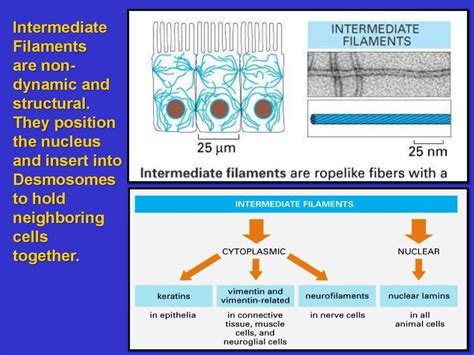 The Cytoskeleton: Intermediate Filaments and Microtubules - online presentation