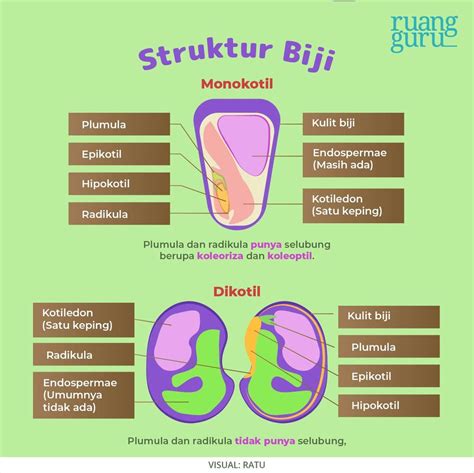 Struktur Biji Monokotil Dan Dikotil Hal - Riset