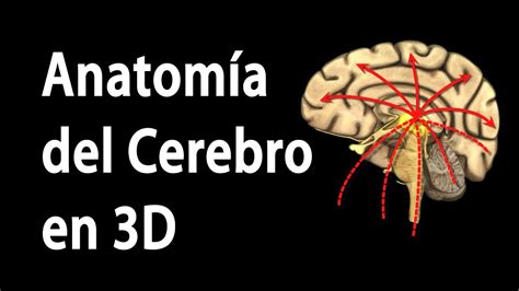 Anatomía del Cerebro en 3D, Animación. Alila Medical Media Español. - YouTube