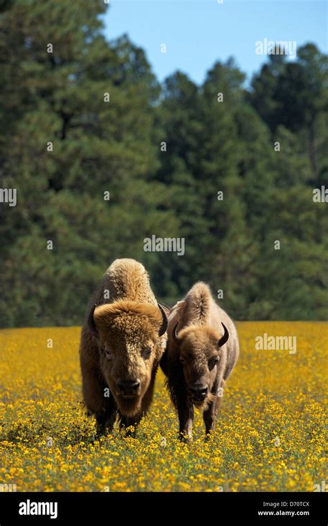 USA, Arizona, Williams, Bearizona Wildlife Park, Two white bisons Stock ...