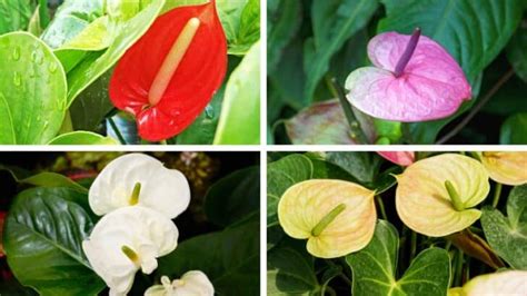 Anthurium Meaning And Symbolism — The Anthurium Flower