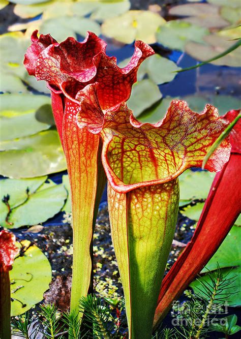 Pitcher Plant - Carnivorous Plant Photograph by Kaye Menner - Fine Art America