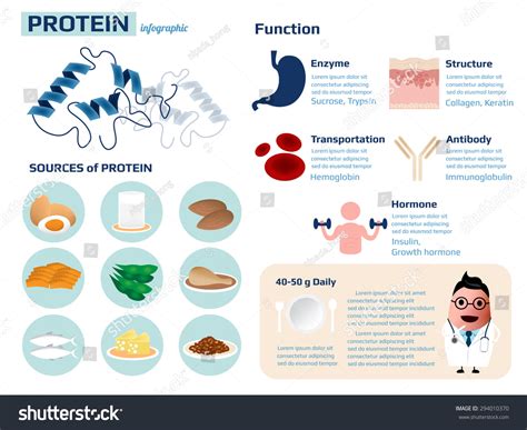 Health Information Of Protein, Sources And Functions Infographic,Vector Illustration ...