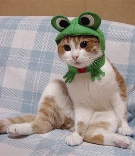 A Cute Gallery of When Cats Wear Hats