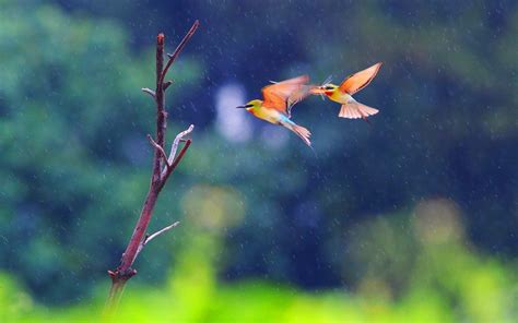 Two Birds Flying In The Rain wallpapers | Animals, Two birds flying, Big animals