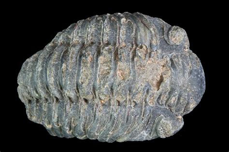 Small Acastoides Trilobite Fossil - Morocco For Sale (#76433 ...