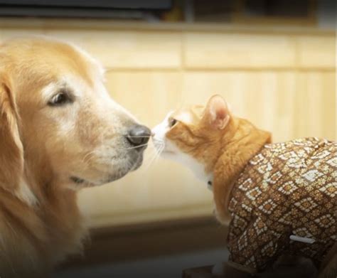 28 Best Animal Shows For Kids To Stream Right Now