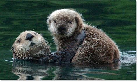 200 reports of sick or dead sea otters in Kachemak Bay, Alaska -- Earth ...